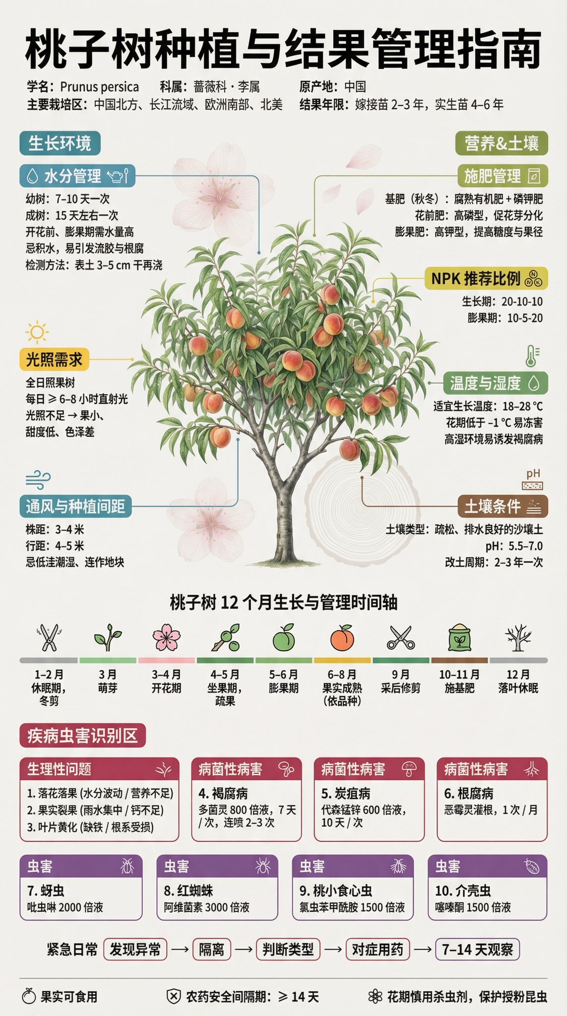 Poster Infografik Panduan Penanaman Pokok Buah - Image 2